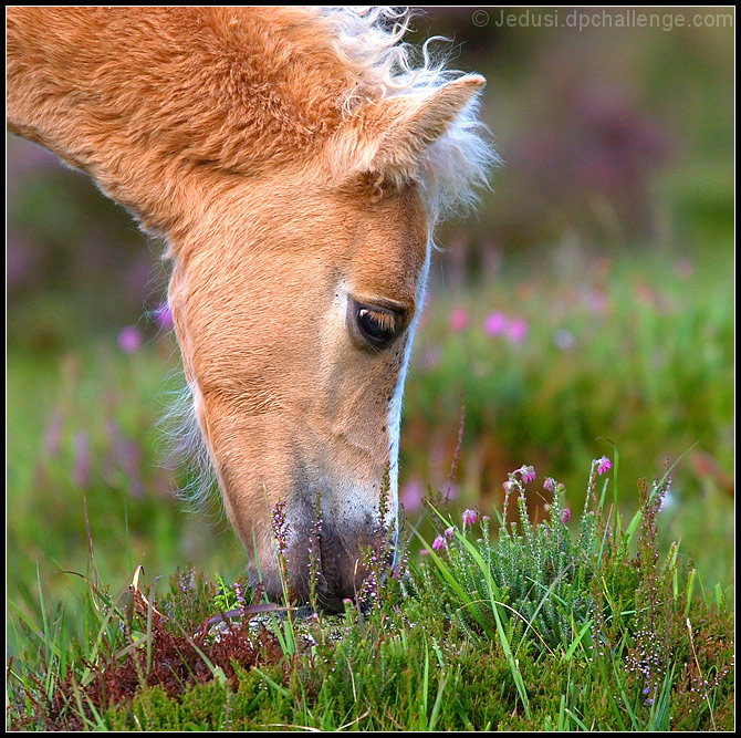 Summer Foal