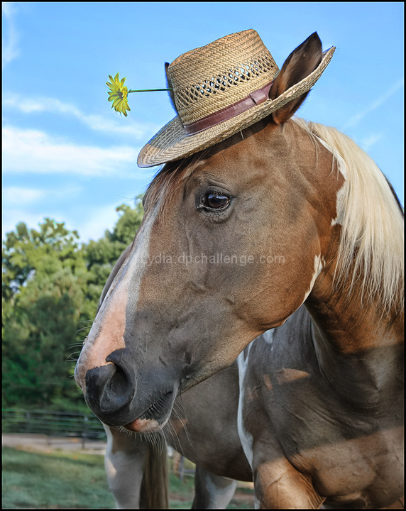 "Tell the truth, Honey...  Does this hat make me look fat?"