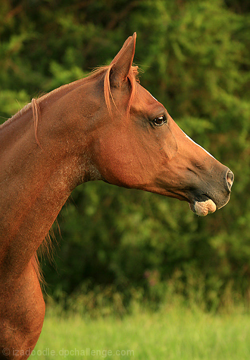 Equine Profile