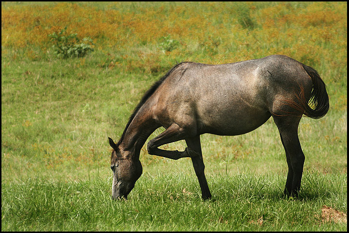 Proper Equine Etiquette