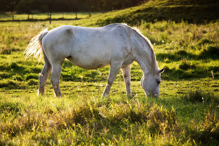 Simply Grazing