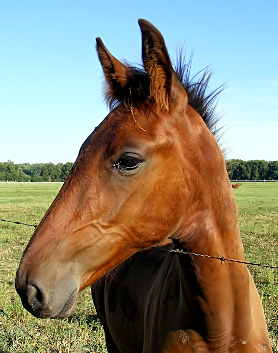 Neigh. I Doubt It. 