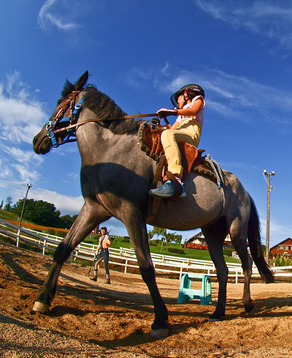 Horses ...little girls' delight