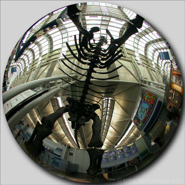 Transported in Time & Place: Brachiosaur Skeleton, O'Hare Intl.