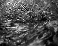 Black Ice
