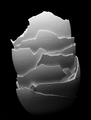 Cracked