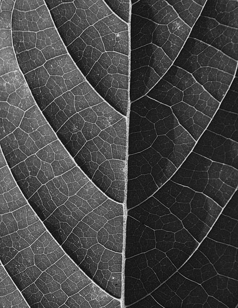 Nature's Network