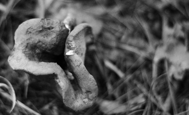 Mushroom In Black And White