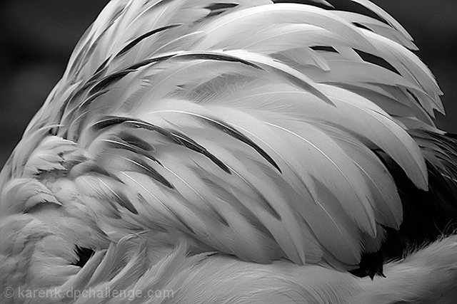 Ruffled Feathers