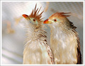 Birds of a Feather