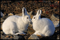 Arctic Hares
