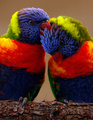Lorikeets  