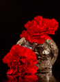 red carnations