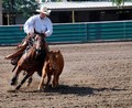 Cowboy & Horse vs Calf - A Cutting Event