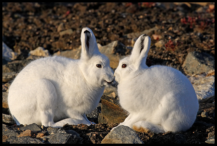 Arctic Hares