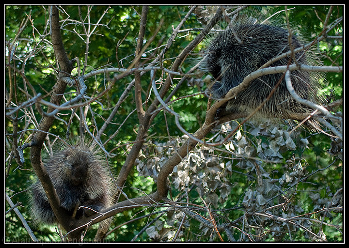 Porcupines