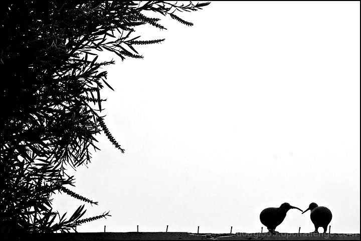 A chat on the fence