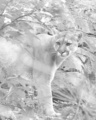 Mountain Lion
