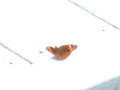 Monarch