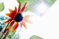 Sol Shine