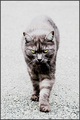 "F" is for Feline