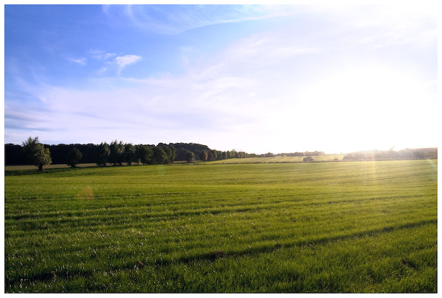 Glowing Meadow