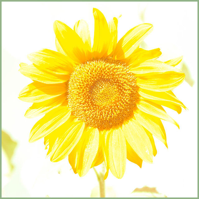 Summer Sunflower