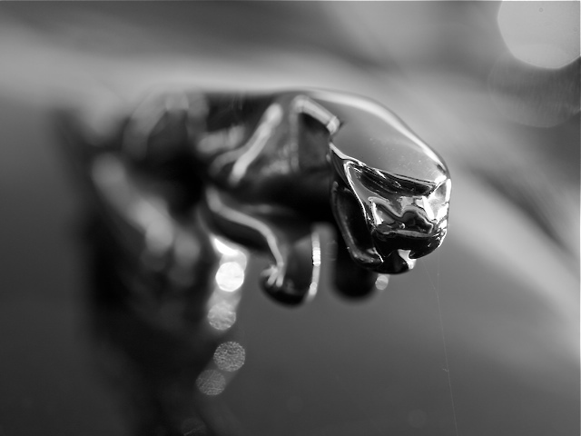 Jaguar