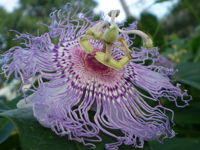 fence flower