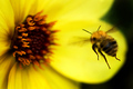 Flight of the Bumblebee