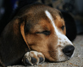 A good afternoon nap