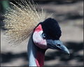 East African Crowned Crane