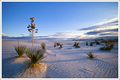 Yucca In The Dunes - Evening Light