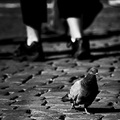 Roman Pigeon