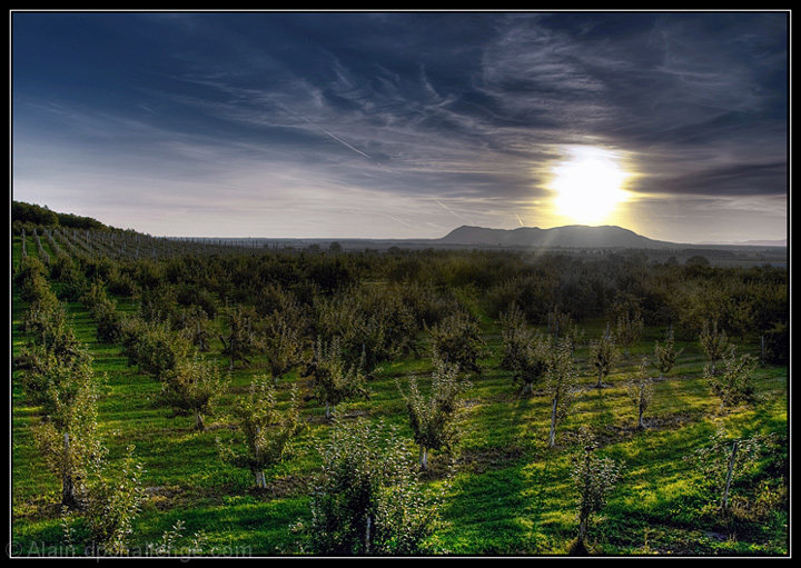 Early morning over the Orchard