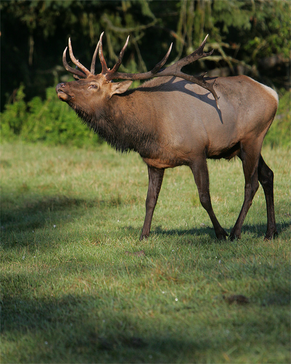 Bull Elk Bugle