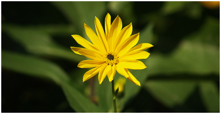 Late Summer Bloom