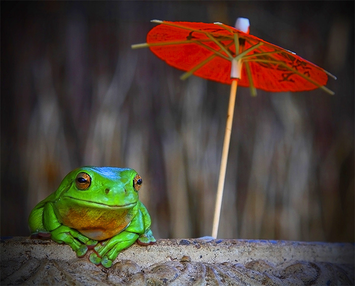 frog holiday