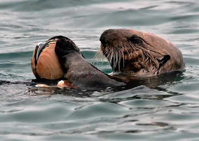 Sea Otter with Lunch