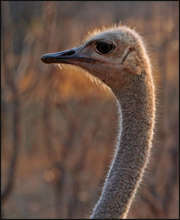 Fuzzy Wuzzy