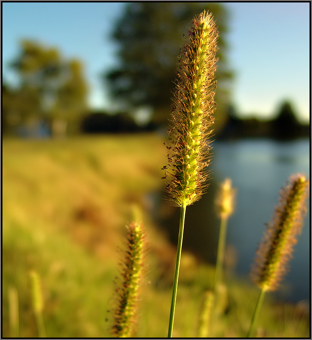 Lakeside Grass