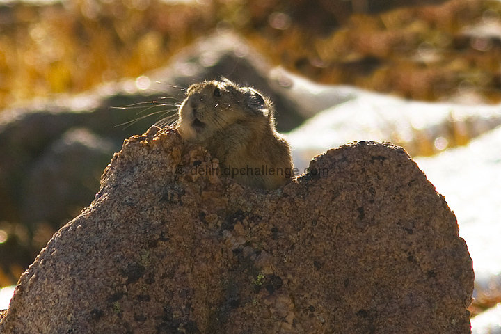 Rocky Mtn. Pica