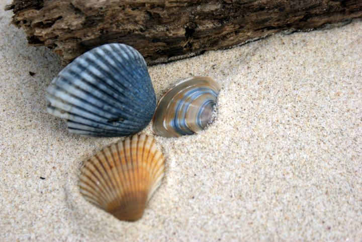 Springtime Shells at the Sea Side