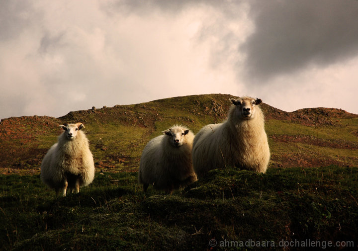 YOU WILL NEVER GET OUR FLEECE!