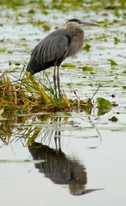 Heron