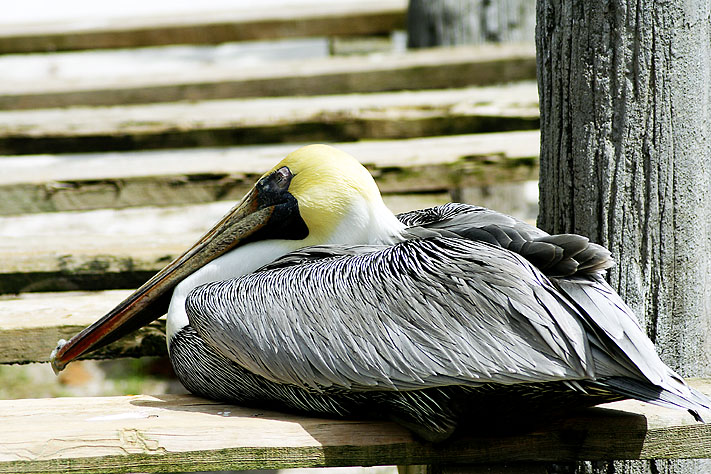 Pelican