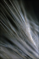 feathery mist