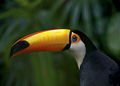 Toco Toucan