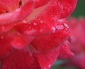 Heaven's Teardrops