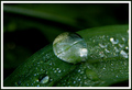 pearls of dew